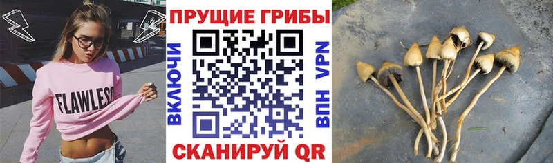 Галлюциногенные грибы Psilocybine cubensis  Сурск 